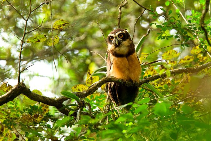Photo (6): Spectacled Owl