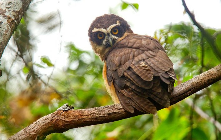 Photo (3): Spectacled Owl