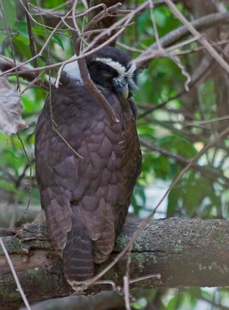 Photo (12): Spectacled Owl