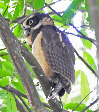 Photo (16): Spectacled Owl
