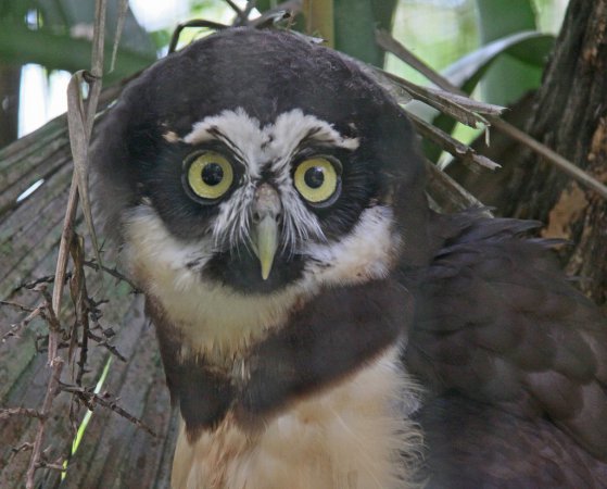 Photo (5): Spectacled Owl