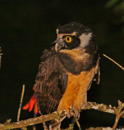 Photo (8): Spectacled Owl