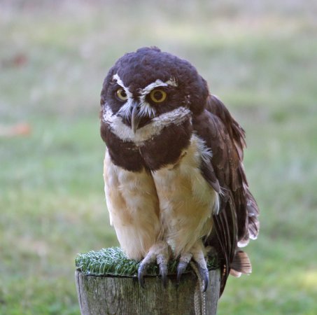 Photo (11): Spectacled Owl