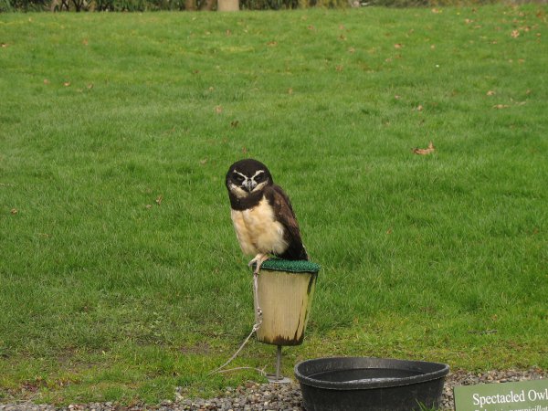 Photo (9): Spectacled Owl