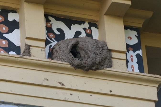 Photo (18): Blue-and-white Swallow