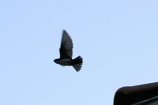 Photo (8): Blue-and-white Swallow