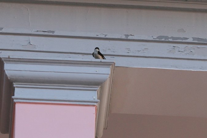 Photo (6): Blue-and-white Swallow
