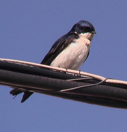Photo (5): Blue-and-white Swallow