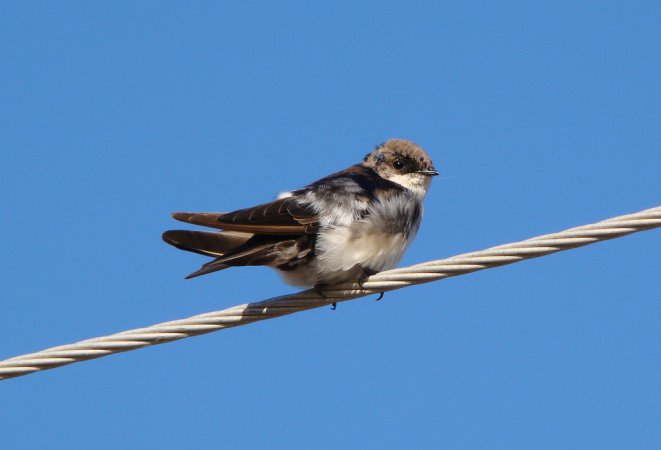 Photo (15): Blue-and-white Swallow