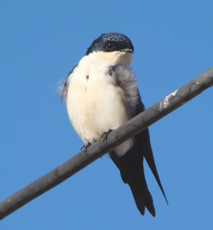 Photo (1): Blue-and-white Swallow