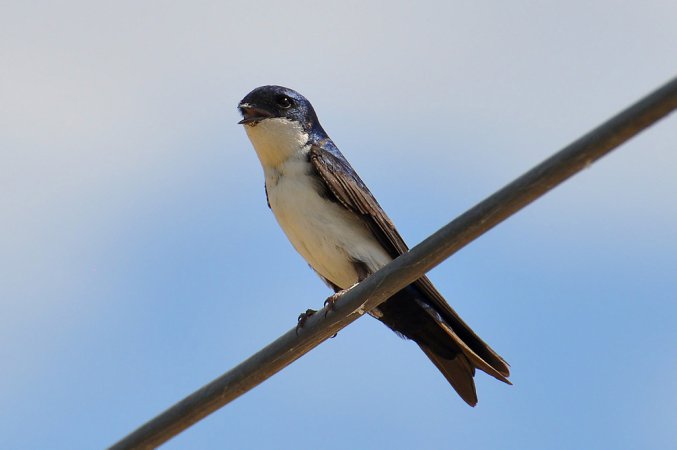 Photo (2): Blue-and-white Swallow