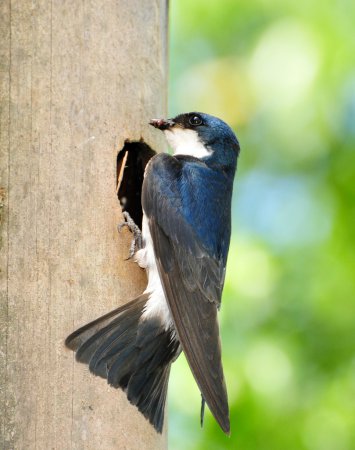 Photo (3): Blue-and-white Swallow