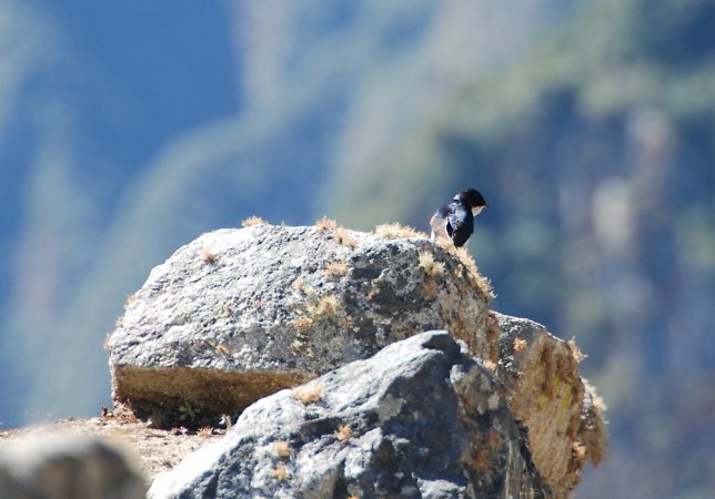 Photo (13): Blue-and-white Swallow