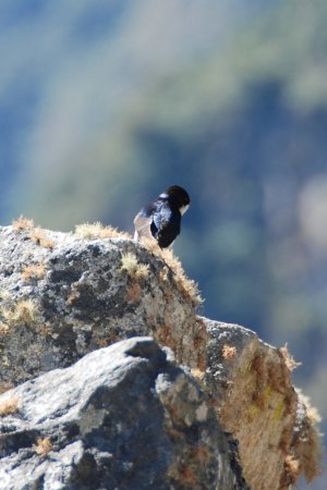 Photo (12): Blue-and-white Swallow