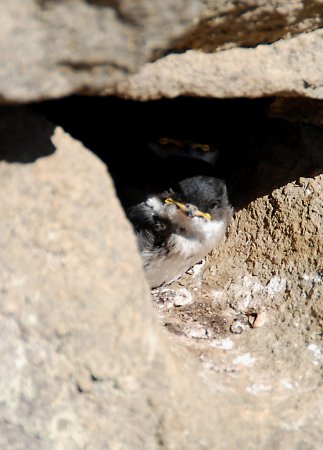 Photo (17): Blue-and-white Swallow