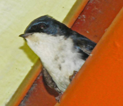 Photo (14): Blue-and-white Swallow
