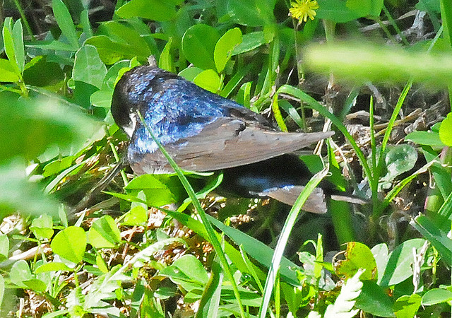 Photo (11): Blue-and-white Swallow