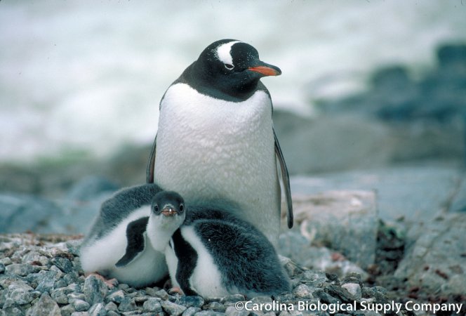 Photo (1): Gentoo Penguin