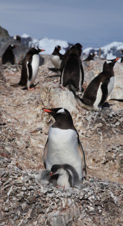 Photo (10): Gentoo Penguin