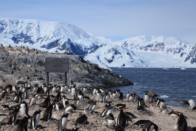 Photo (5): Gentoo Penguin