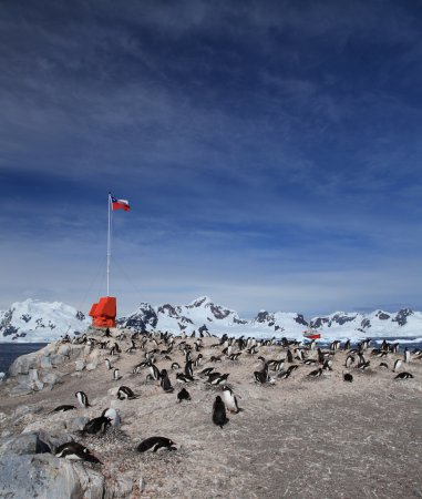 Photo (2): Gentoo Penguin