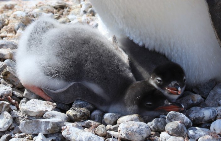Photo (14): Gentoo Penguin