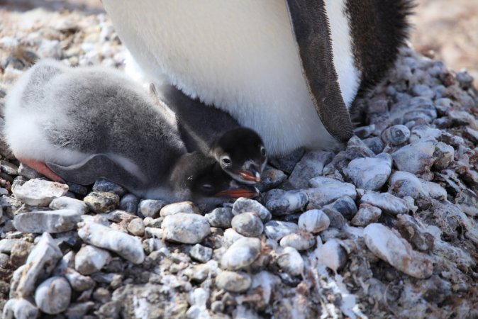 Photo (15): Gentoo Penguin
