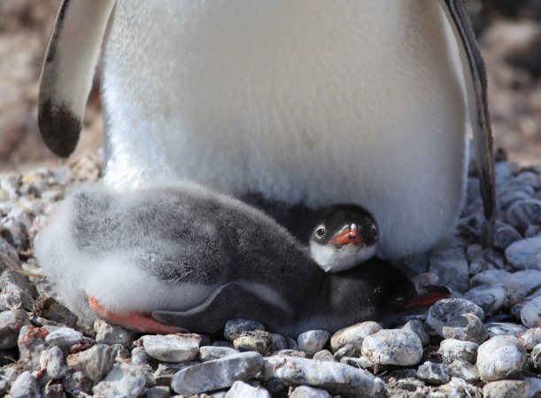Photo (13): Gentoo Penguin