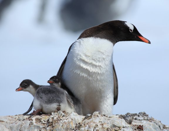 Photo (4): Gentoo Penguin