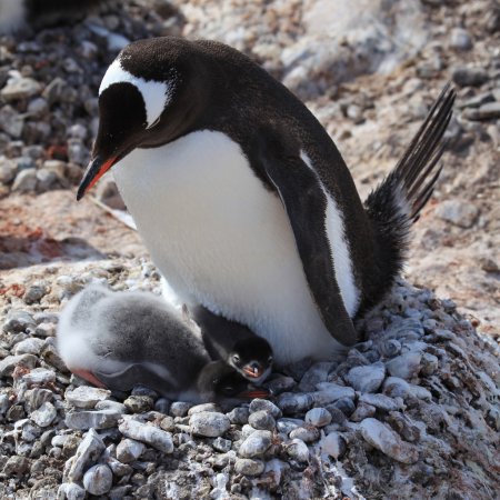 Photo (9): Gentoo Penguin