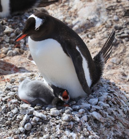 Photo (8): Gentoo Penguin