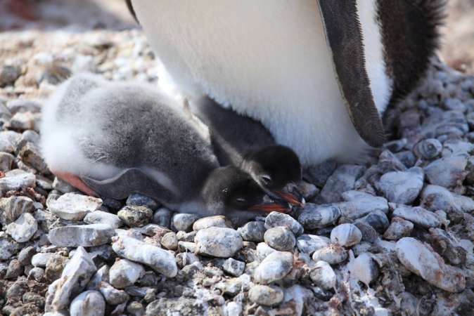 Photo (12): Gentoo Penguin
