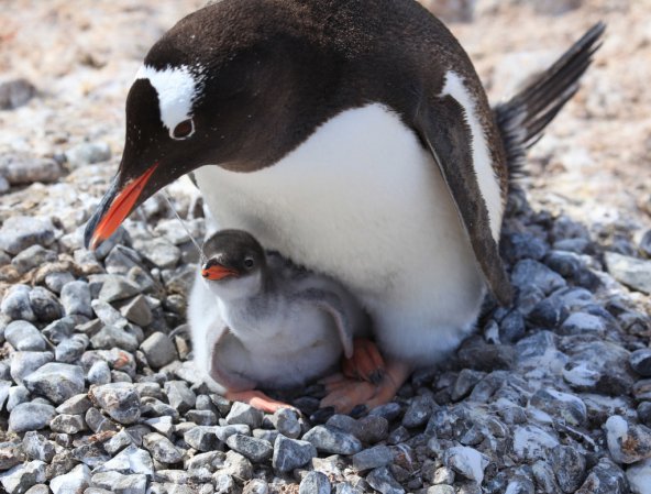 Photo (11): Gentoo Penguin