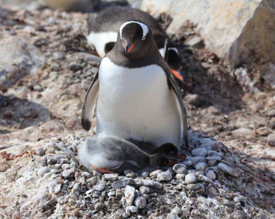 Photo (7): Gentoo Penguin