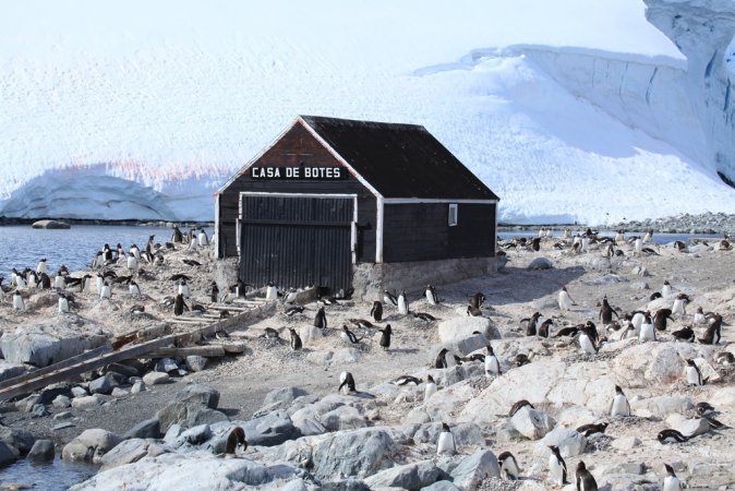 Photo (3): Gentoo Penguin