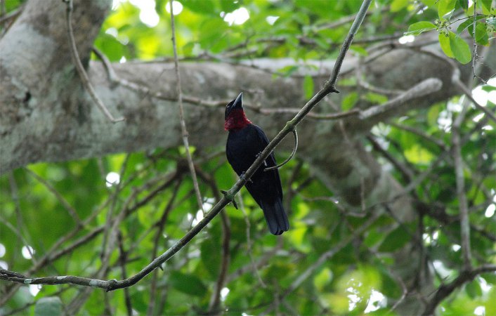 Photo (3): Purple-throated Fruitcrow
