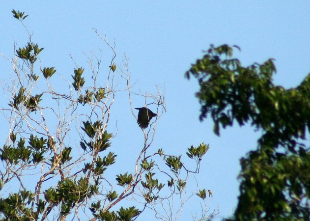 Photo (2): Purple-throated Fruitcrow