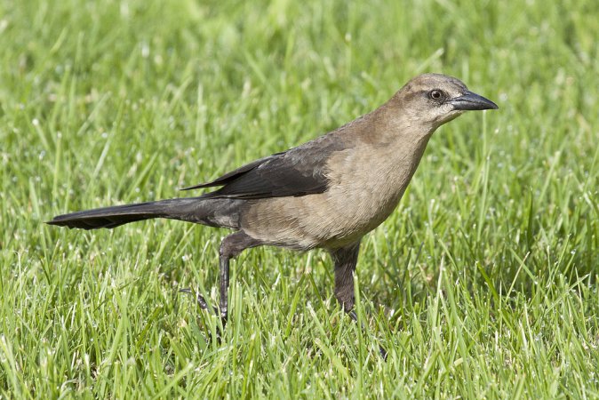 Photo (2): Boat-tailed Grackle