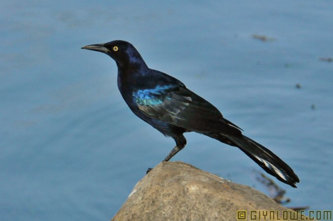 Photo (11): Boat-tailed Grackle