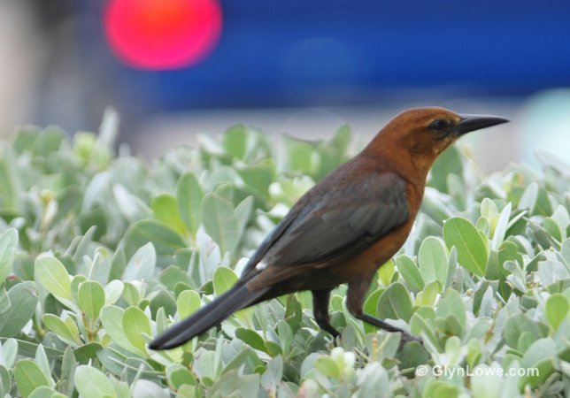 Photo (21): Boat-tailed Grackle