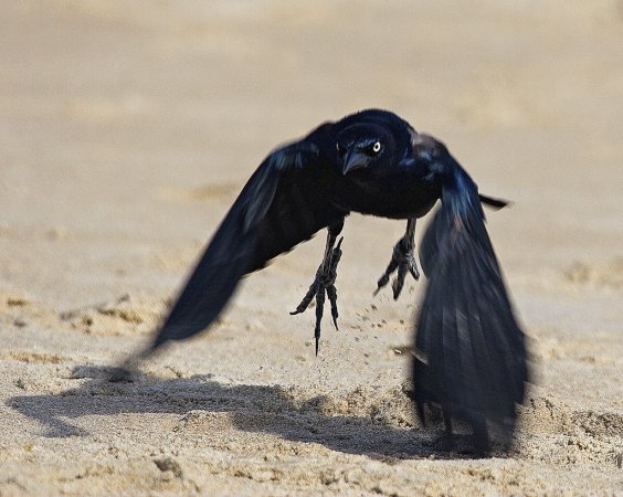 Photo (14): Boat-tailed Grackle