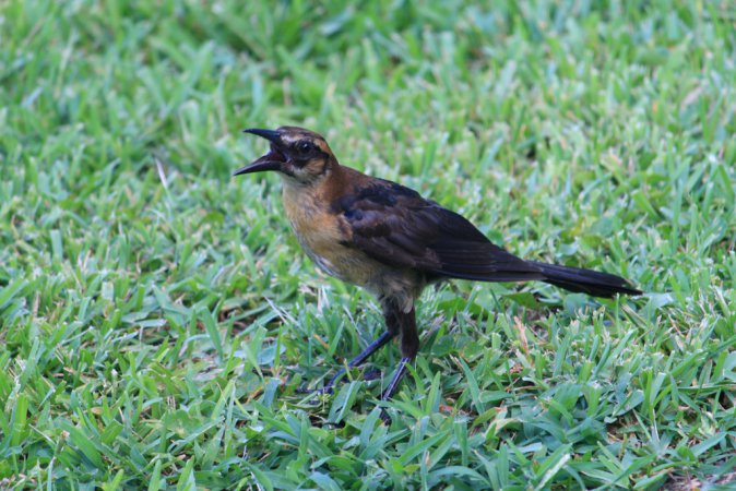 Photo (22): Boat-tailed Grackle