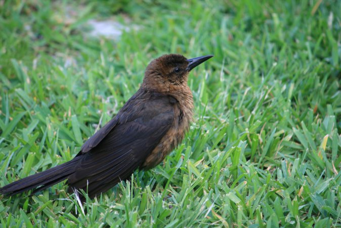 Photo (18): Boat-tailed Grackle