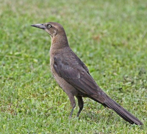 Photo (4): Boat-tailed Grackle
