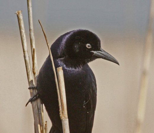 Photo (5): Boat-tailed Grackle