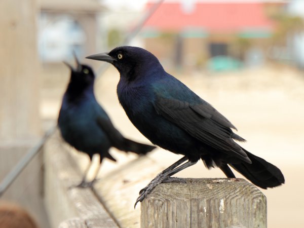 Photo (10): Boat-tailed Grackle