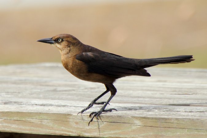 Photo (7): Boat-tailed Grackle