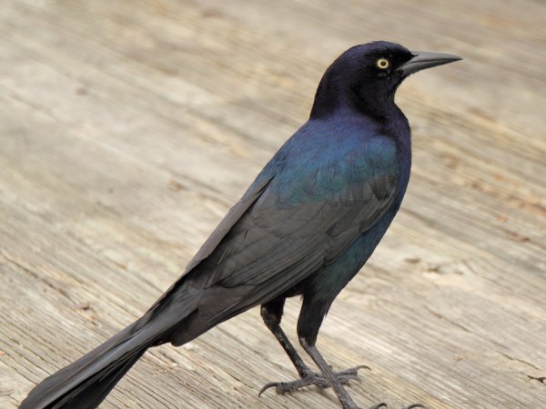 Photo (3): Boat-tailed Grackle