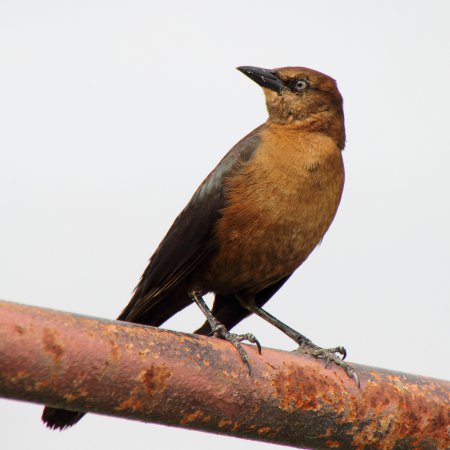 Photo (12): Boat-tailed Grackle