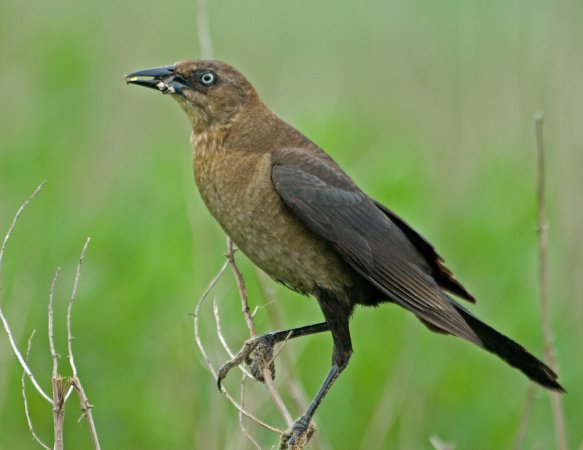 Photo (9): Boat-tailed Grackle